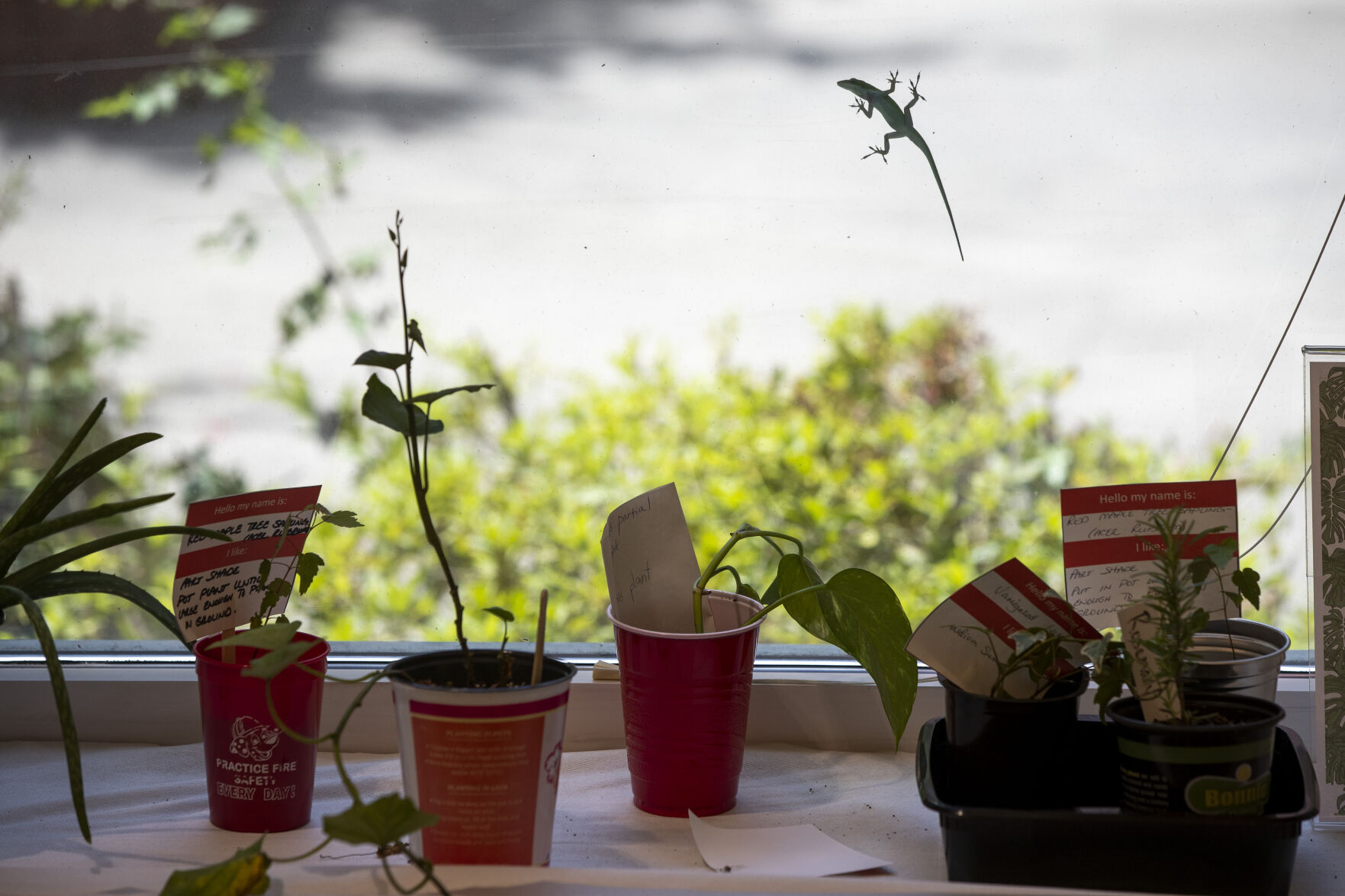 Berkeley Library Gardening Plant Exchange.JPG